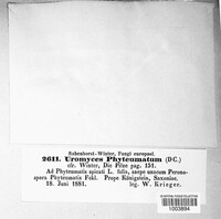 Uromyces phyteumatum image